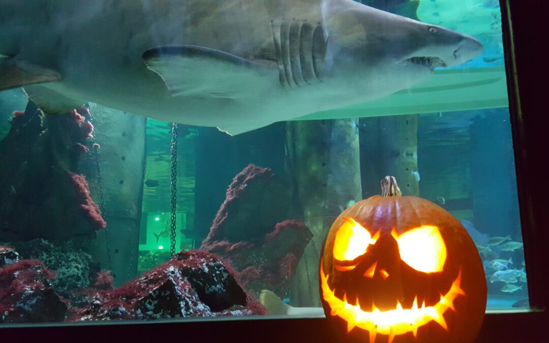 Tutti i brividi di Halloween all’Acquario di Cattolica