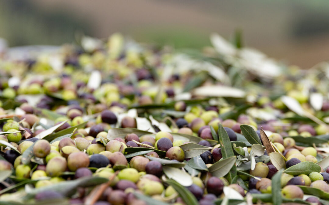 Pasqua a Cattolica 2026 Gusto di Vivere