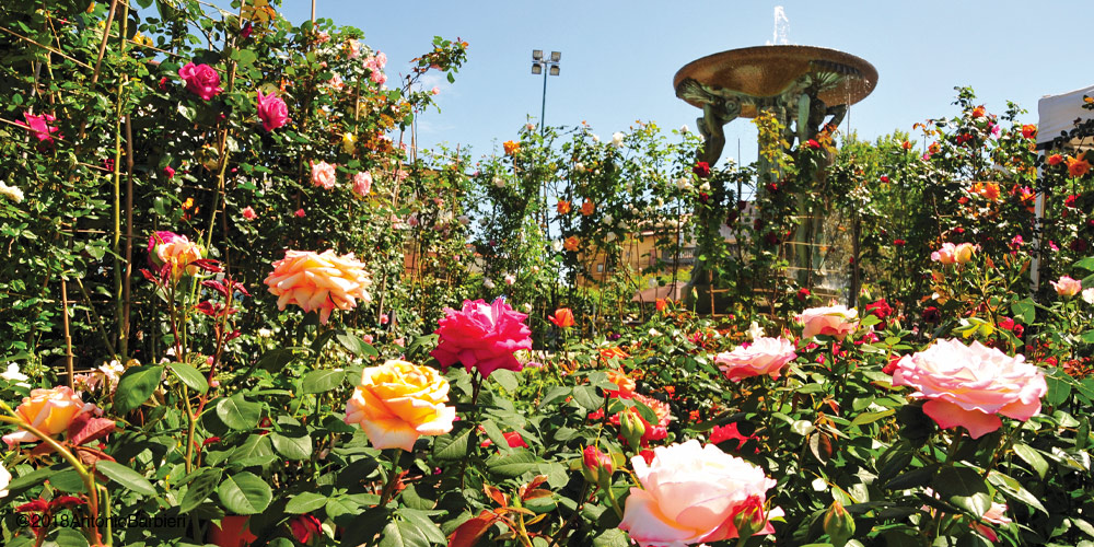 Cattolica in Fiore 2026: 54ª edizione della mostra dei fiori